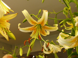 Foto: Dr. Peter Müller